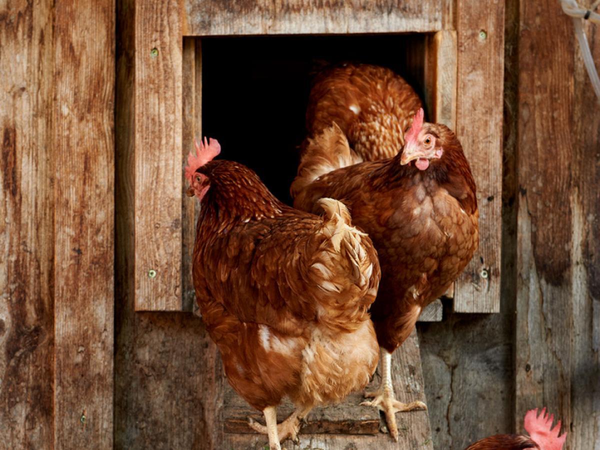 Hühner Bio Produkte